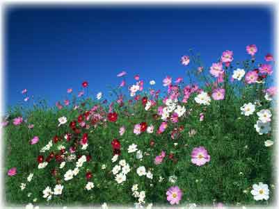 ���܂Ȃ萮���@,MTS