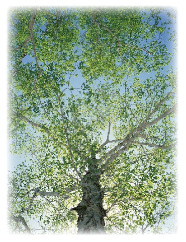 ���܂Ȃ萮���@,MTS