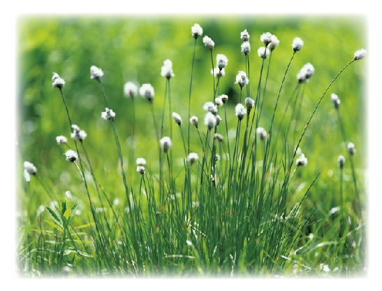 ���܂Ȃ萮���@,MTS